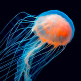Jellyfish Wallpapers2.1.0_rowtechapk.com