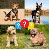 Dog Breed Quiz9.1.6z_rowtechapk.com