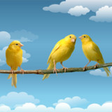 Canários Bar1.0_rowtechapk.com