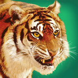 Talking Tiger1.2.3_rowtechapk.com