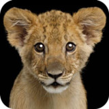 Guess animal sounds and names1.0.20_rowtechapk.com