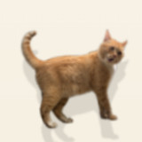 Cat Hissing Battle Simulator<span>(No Ads)</span>1.0.0_rowtechapk.com