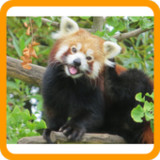 Hayvan Adı Tahmin Oyunu10.10.1_rowtechapk.com