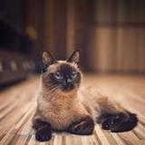 Siamese Wallpapers2.0.0_rowtechapk.com