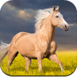 Horse Wallpaper1.02_rowtechapk.com
