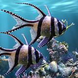 The real aquarium - LWP2.35_rowtechapk.com