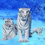 White Tiger Family Simulation1.2_rowtechapk.com
