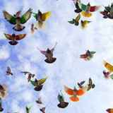 Lola Musliaj Agaj2.15.363_rowtechapk.com