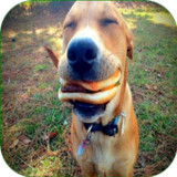 Funny Pics2.3.0_rowtechapk.com