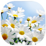 เกมส์ทายชื่อดอกไม้ไทย 25665.1.0_rowtechapk.com