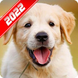 Labrador Retriever Wallpaper1.5_rowtechapk.com