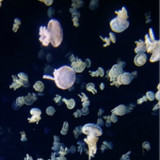 Jellyfishes 3d Live Wallpaper1.4_rowtechapk.com