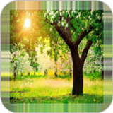 Tree Backgrounds2.6.1_rowtechapk.com