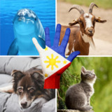 Tagalog Animals Quiz0.1_rowtechapk.com