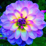 Guess the flower4.5_rowtechapk.com