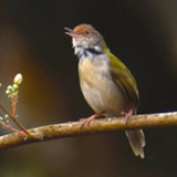Tailorbird Sounds3.5_rowtechapk.com