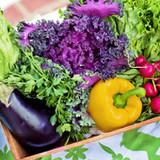 야채퀴즈1.1.27_rowtechapk.com