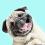 Cute Pug Wallpaper1.37_rowtechapk.com