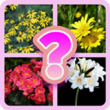 Ghiceste florile 20207.3.3z_rowtechapk.com