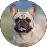 Dog Sounds Set as Ringtone2.4_rowtechapk.com