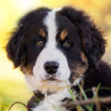 Popular Dog Breeds - My Pet7_rowtechapk.com