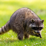 Raccoon Sounds2.1_rowtechapk.com