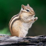 Chipmunk Sounds4.0_rowtechapk.com