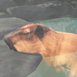 Capybara Zoo<span>(Free Shopping)</span>2.6.5_rowtechapk.com
