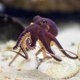 Octopus Wallpapers HD1.0_rowtechapk.com