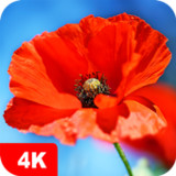 Poppy Wallpapers 4K5.5.93_rowtechapk.com