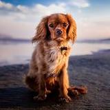 Cavalier King Charles Spaniel2.0.0_rowtechapk.com