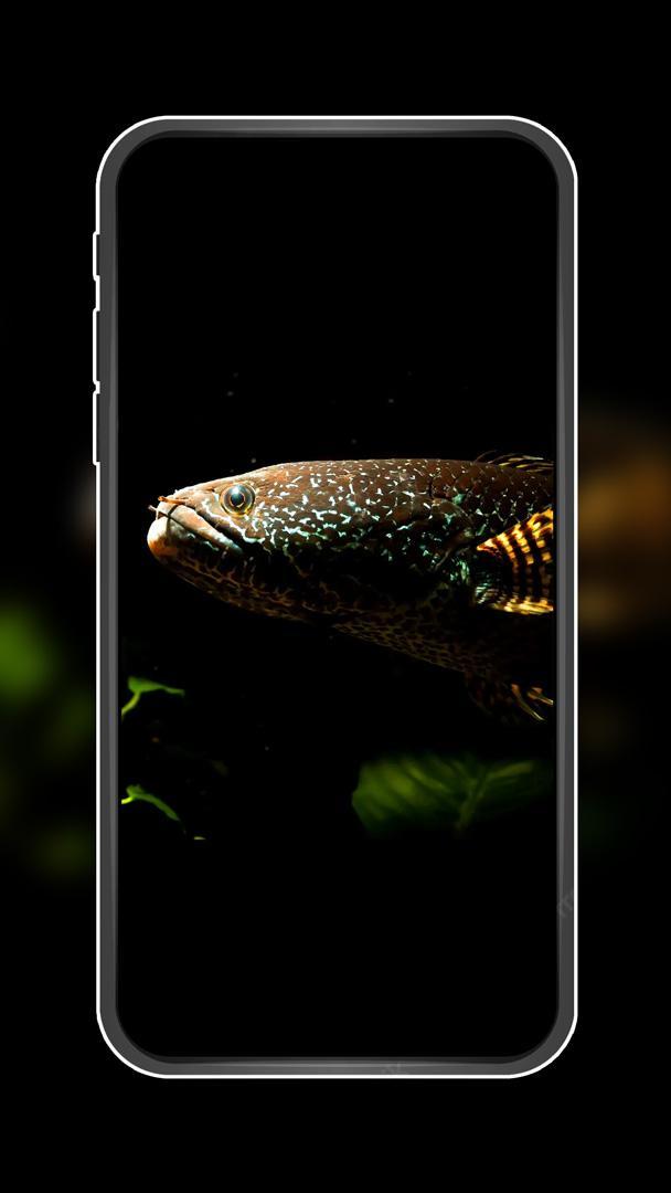 Channa Fish Wallpapers screenshot image 4_Popularmodapk.com
