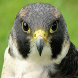 Beautiful  Falcon Backgrounds7.0_rowtechapk.com