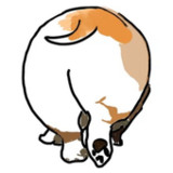 Corgi1.93_rowtechapk.com
