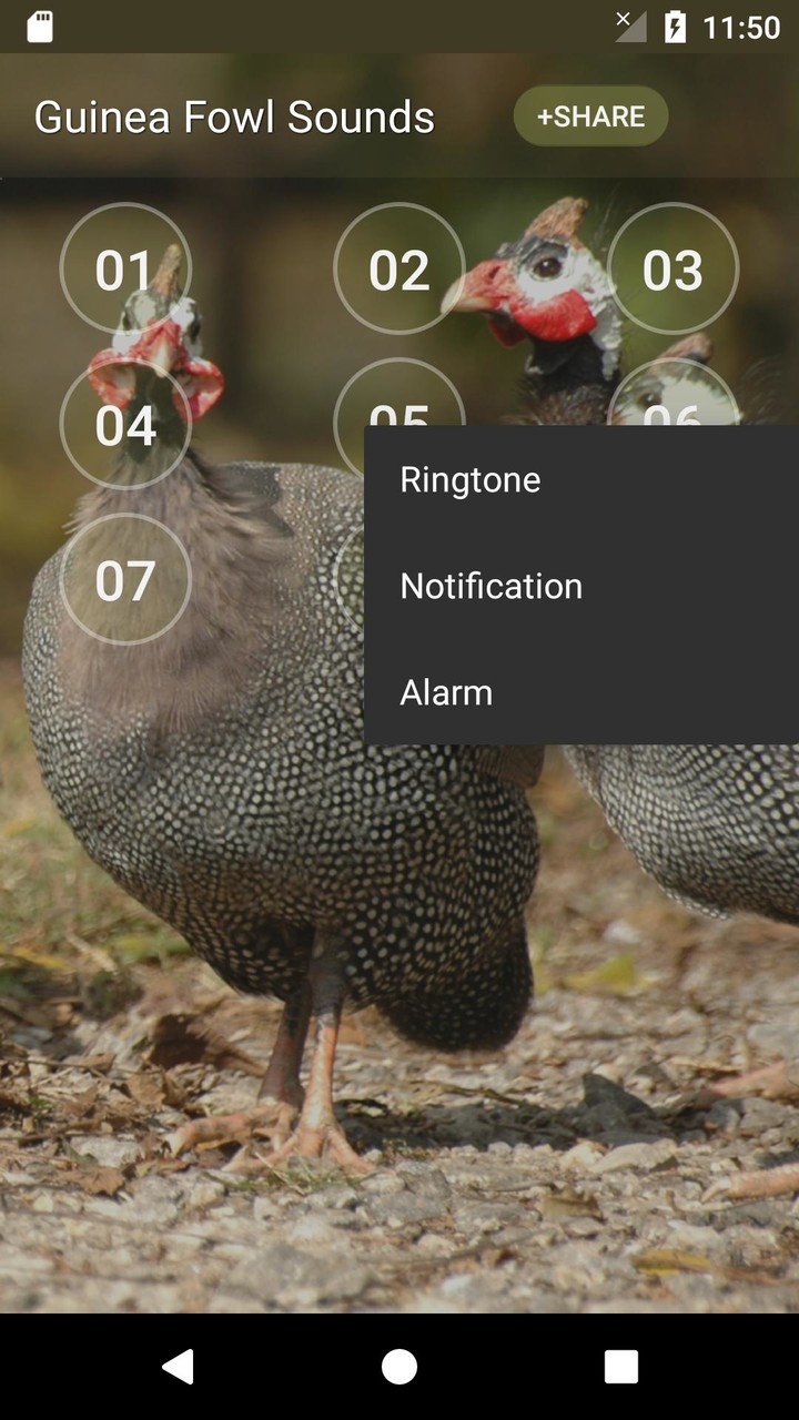 Guineafowl Sounds & Calls screenshot image 10_Popularmodapk.com
