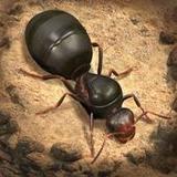 The Ants: Underground Kingdom<span>(TW)</span>3.51.0_rowtechapk.com