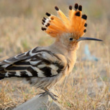 Hoopoe bird song1.6_rowtechapk.com