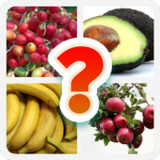 เกมทายภาพผลไม้ภาษาอังกฤษ10.7.6_rowtechapk.com