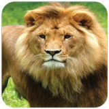 Lion Wallpaper1.11_rowtechapk.com