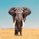 Elephant Sounds3.5_rowtechapk.com