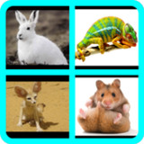 İngilizce Hayvanlar Alfabetik10.9.1_rowtechapk.com