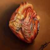 Anatomy Revolute1.0_rowtechapk.com