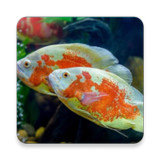 JENIS JENIS IKAN HIAS1.0_rowtechapk.com