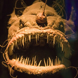 fish quiz games4.5_rowtechapk.com