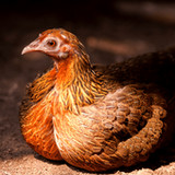 Red Junglefowl Sounds3.5_rowtechapk.com