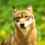 Coyote Sounds & Calls3.5_rowtechapk.com