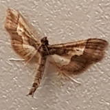 Alessandro Cappella2.5.912_rowtechapk.com