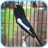 Masteran Kicau Kacer Mp38.0_rowtechapk.com