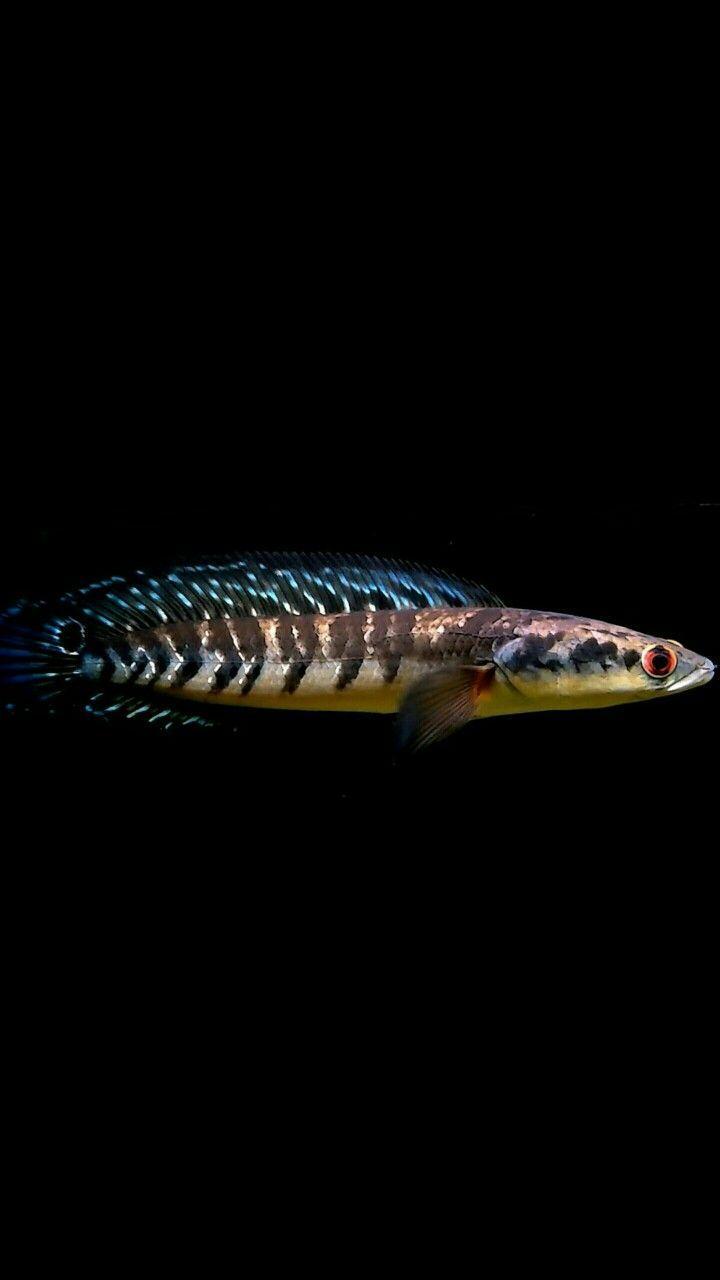 Channa Fish Wallpapers screenshot image 1_Popularmodapk.com