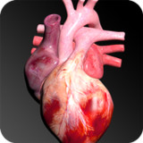Circulatory System 3D Anatomy1.8_rowtechapk.com